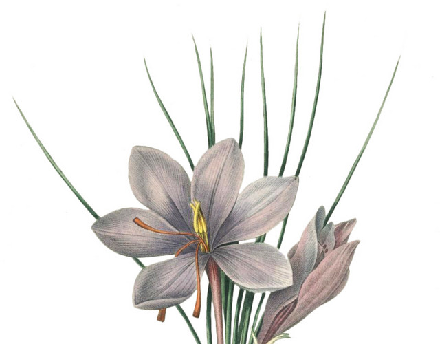 清新花束素材
