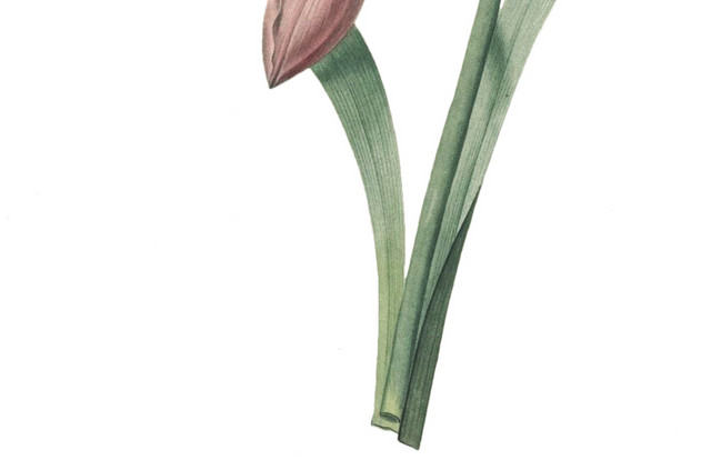 观赏美丽花卉素材