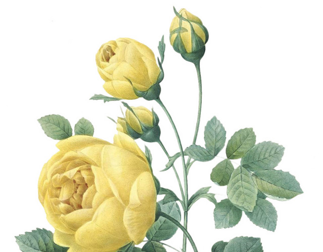 黄色月季花素材