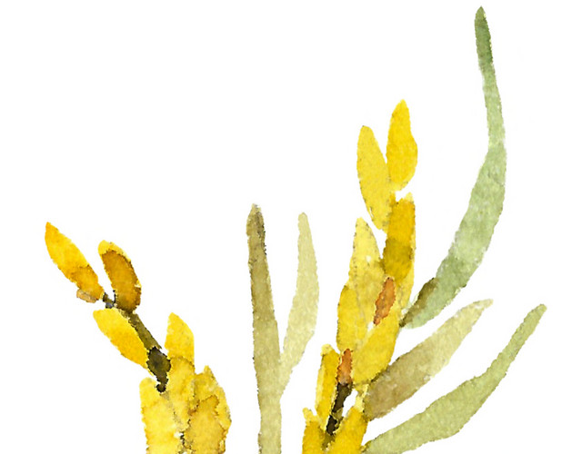 清新黄色装饰花枝素材