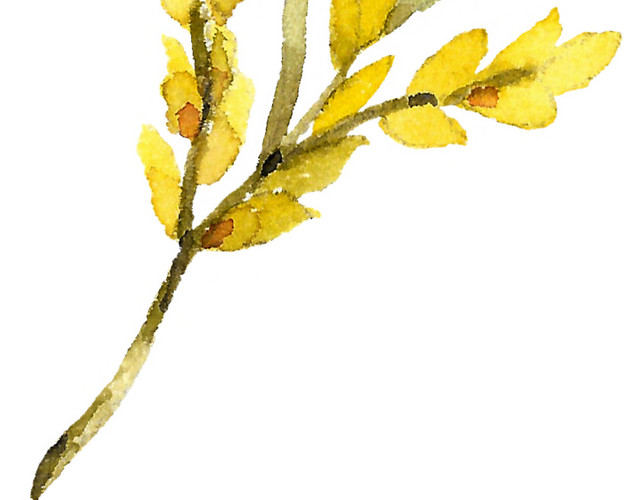 清新黄色装饰花枝素材