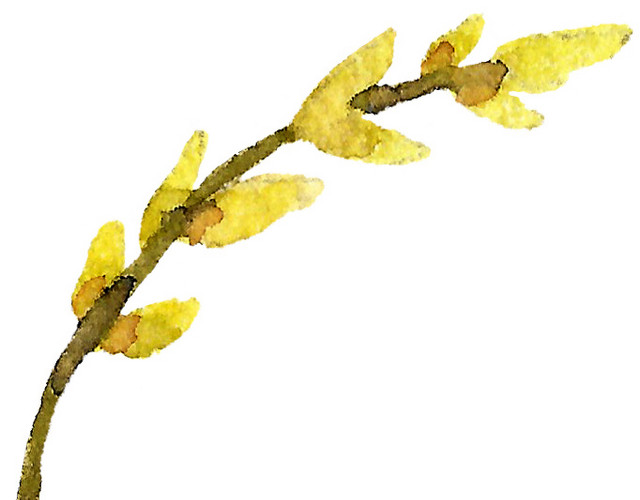 迎春花素材