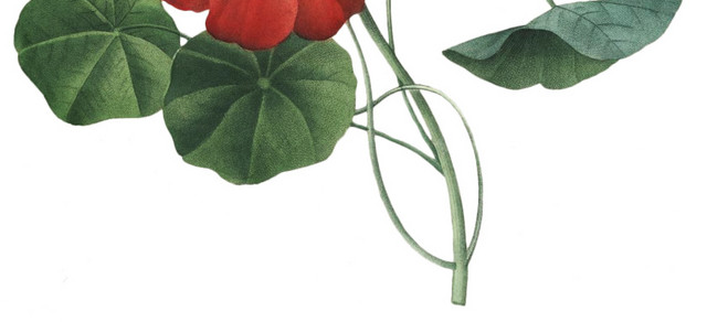 野花小花