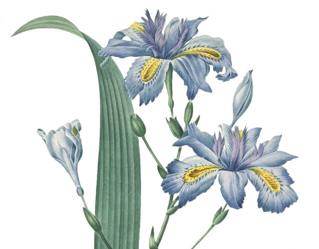 紫色小花素材