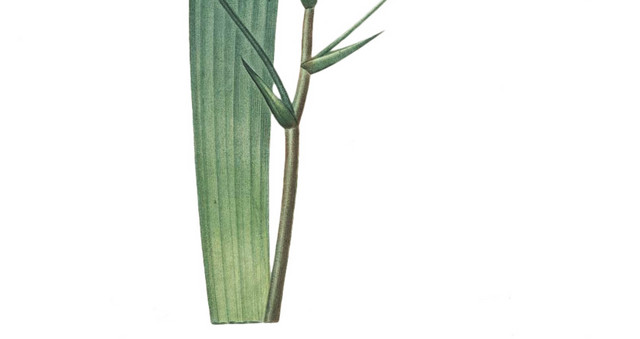 紫色小花素材