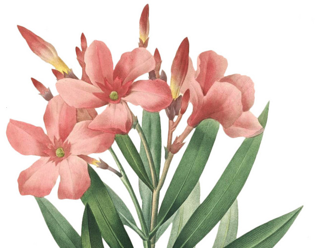 粉色花植株素材