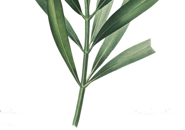 粉色花植株素材
