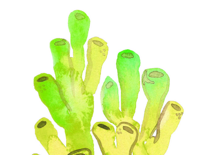 黄绿色海洋植物珊瑚矢量元素