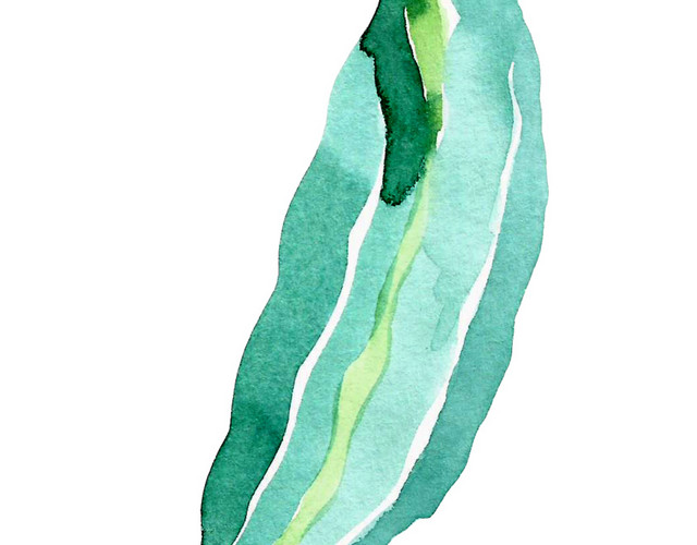 蓝绿色水彩海草矢量元素