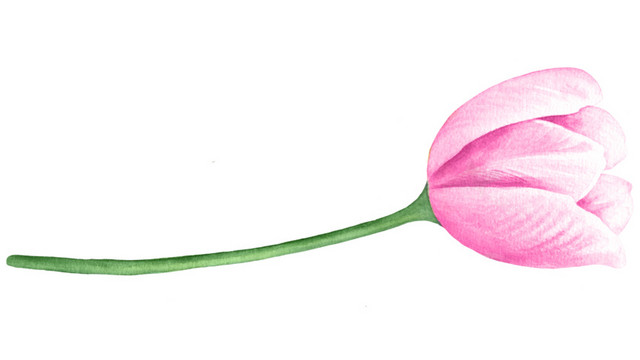 粉嫩郁金香花枝设计素材