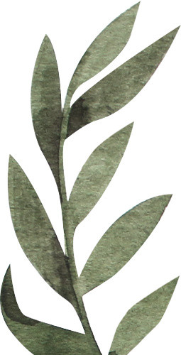 清新水彩自然插画花卉植物