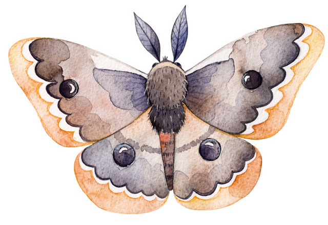 蝴蝶插画矢量素材