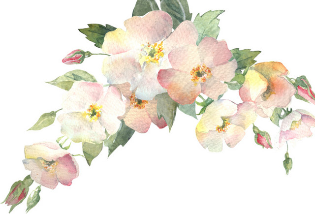 花卉插画矢量素材