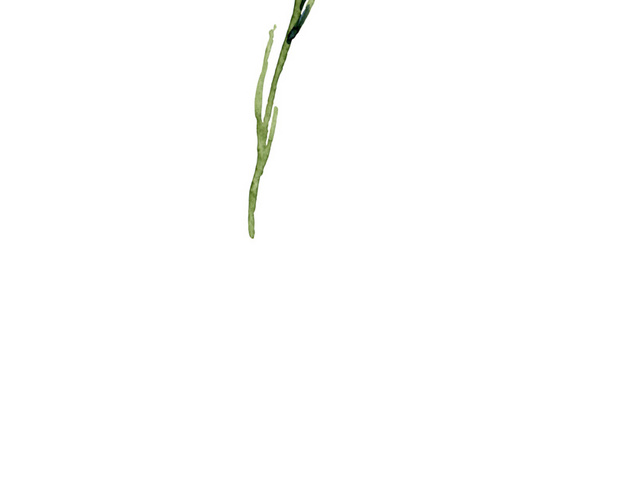 粉色小花矢量素材