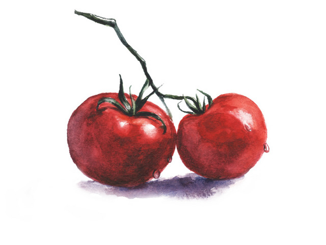 手绘水彩食物西红柿矢量插画