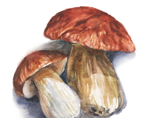 手绘水彩食物蘑菇矢量插画
