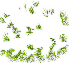 自然绿色小草免抠素材