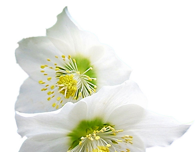 唯美写实花朵素材
