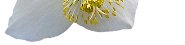 唯美写实花朵素材