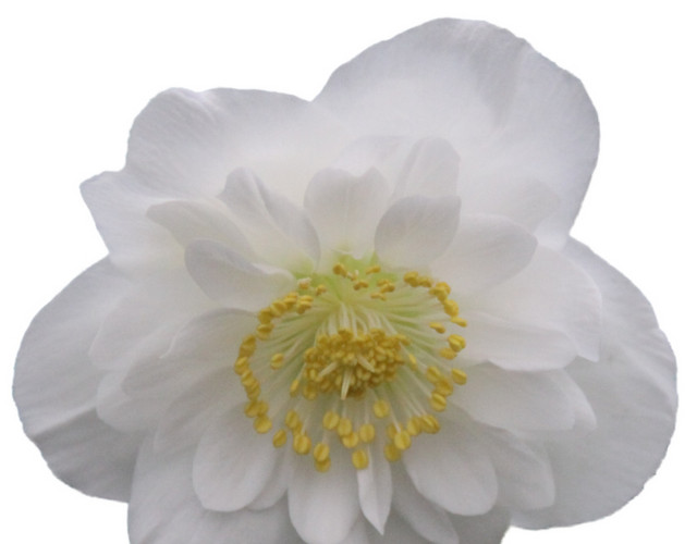 唯美写实花朵素材