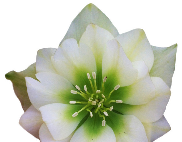 唯美写实花朵素材