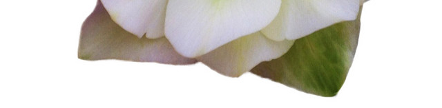 唯美写实花朵素材