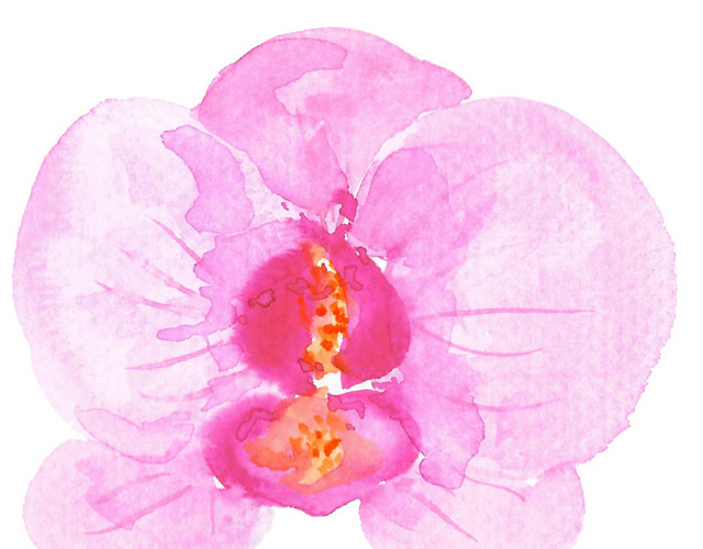 粉色花朵花蕊花瓣素材
