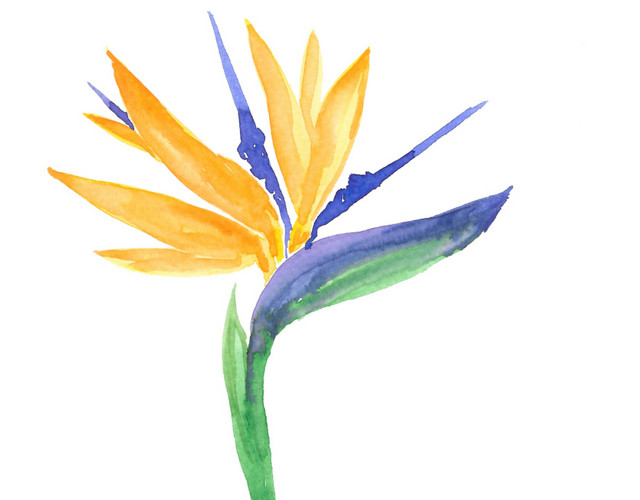 水彩色花朵花瓣绿叶素材