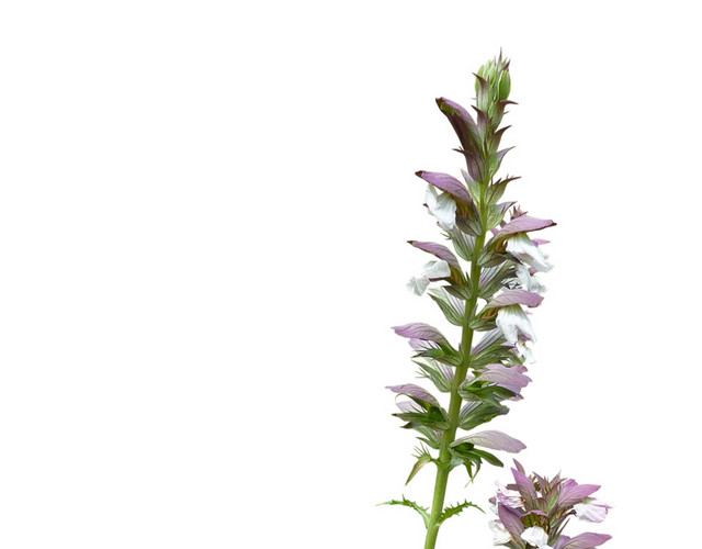 绿色根茎浅紫花朵素材