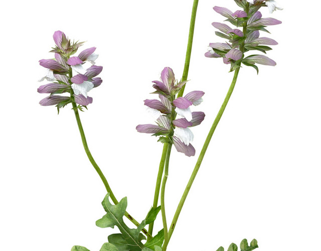 绿色根茎浅紫花朵素材