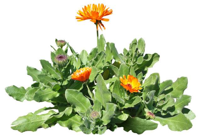 橙色花朵绿色叶子花草素材