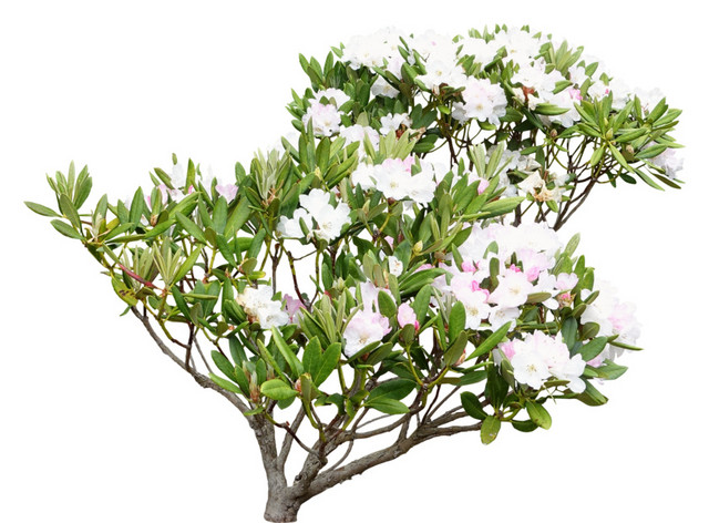 白色花朵绿叶树枝素材