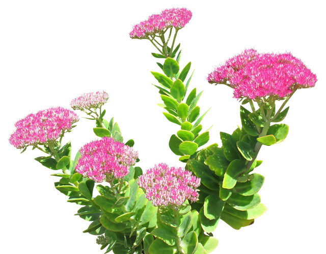 粉色花朵绿色植被素材