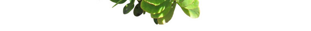粉色花朵绿色植被素材