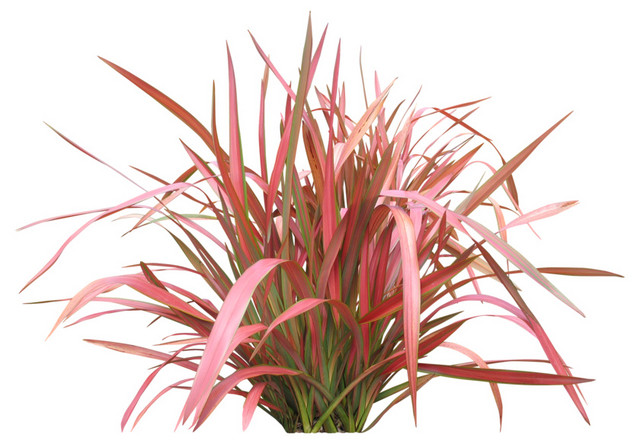 红绿色植被花草素材