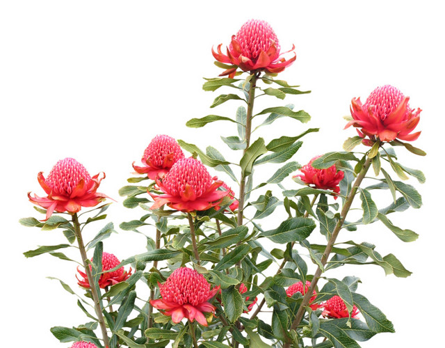红色花朵花瓣绿叶子素材
