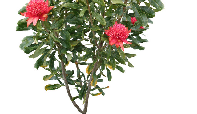 红色花朵花瓣绿叶子素材