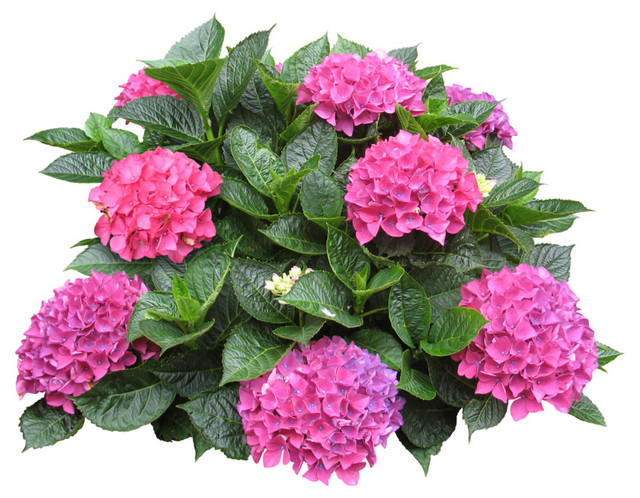 粉色花瓣绿色质感叶子素材