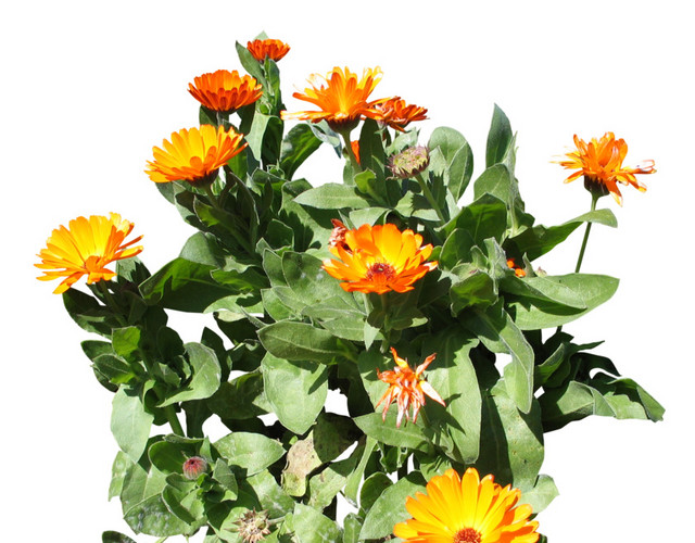 黄色花瓣绿色植被素材