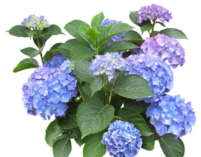 蓝色紫色花朵绿色叶子植物素材