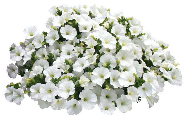 白色花朵绿色叶子花簇素材