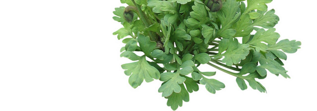 橙色花瓣黄色花心绿色根茎素材