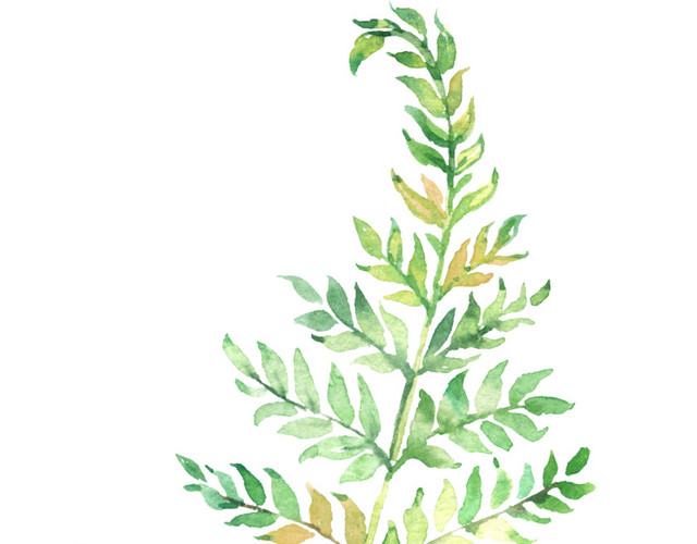 植物叶片树枝手绘图片简笔图
