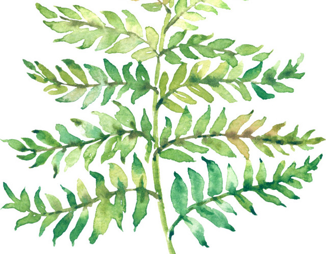 植物叶片树枝手绘图片简笔图