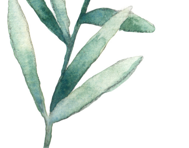 植物叶片树枝手绘图片简笔图