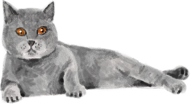 猫素材