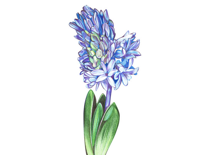 风信子花朵水彩