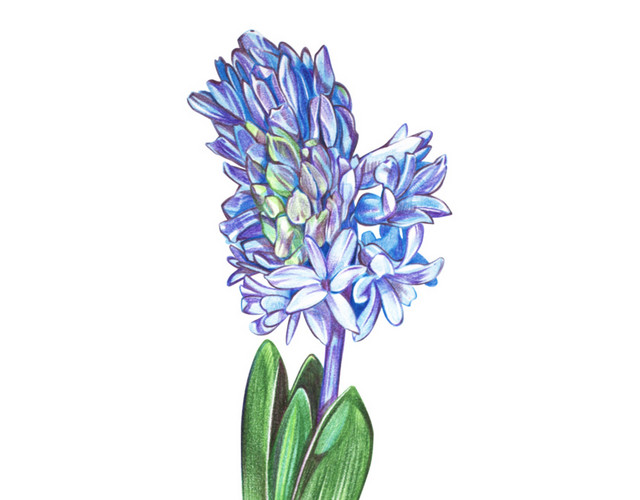 风信子花朵素材