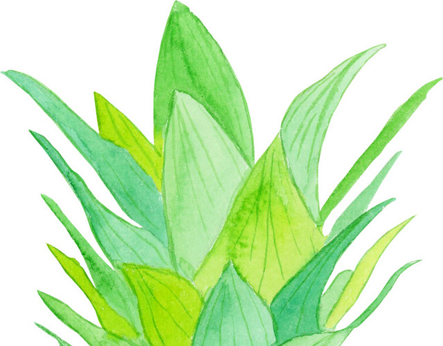 水彩菠萝素材