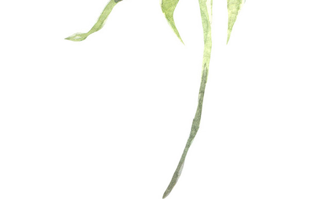 水彩花素材